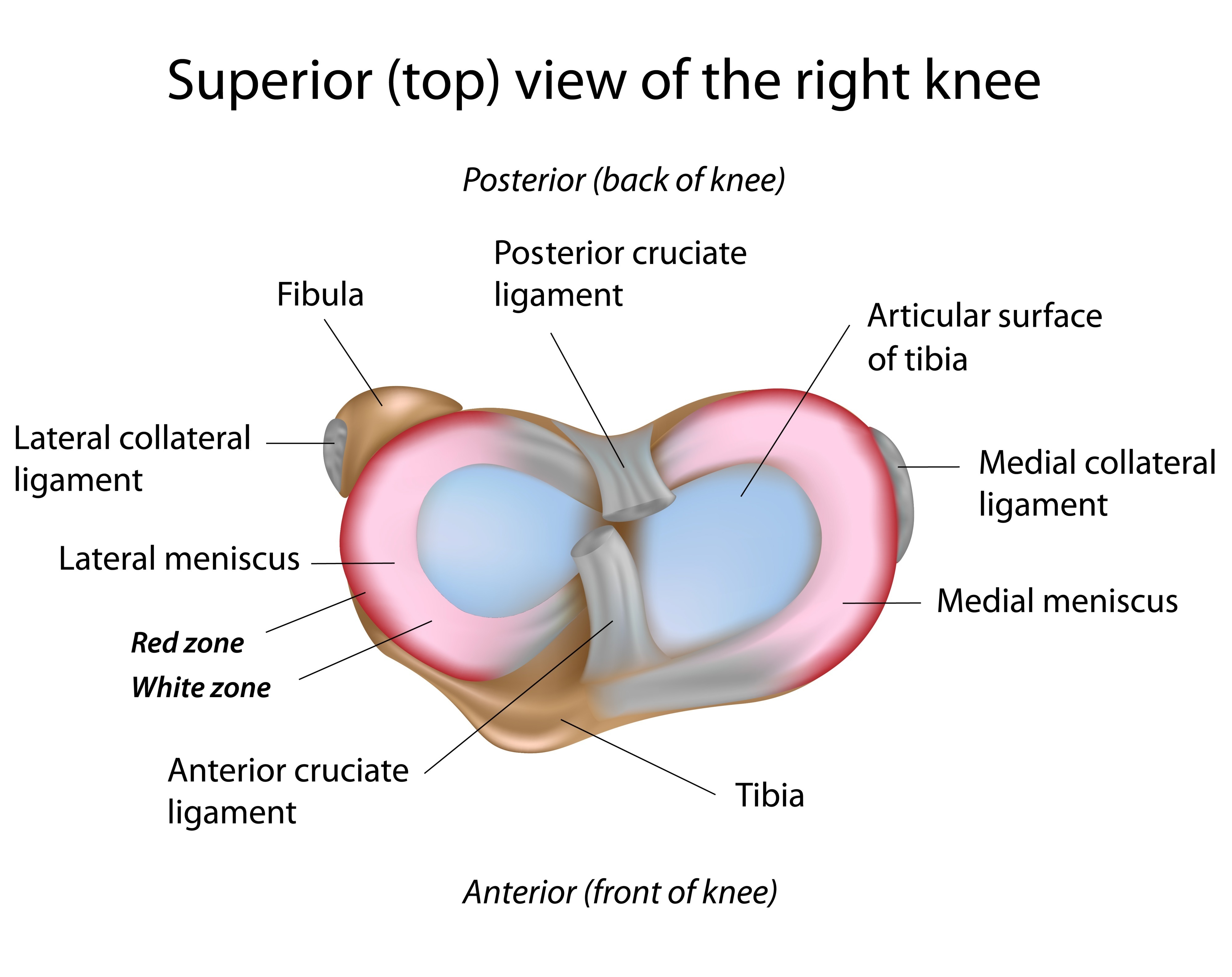 anterior-cruciate-ligament-tear-in-mr-imaging-by-radiologietv-youtube