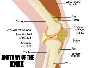 Structure of Knee